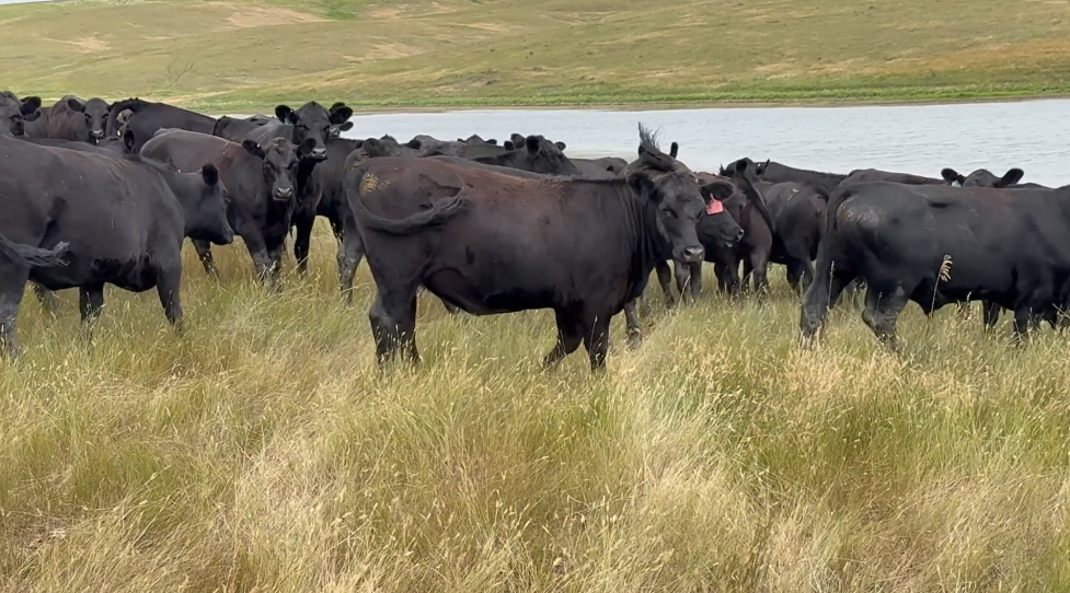 Fancy, 900lb, Pelvic measured, March- April calvers! BH724B5